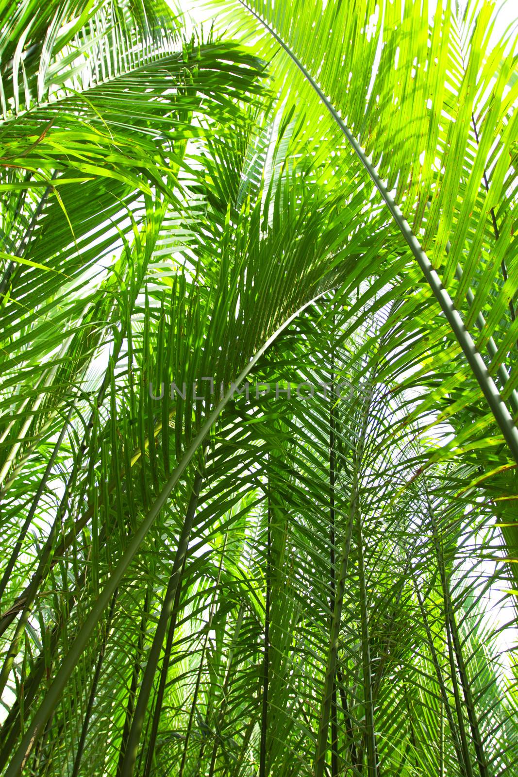 Nypa palm, and nypa palm leave can use for roof cover.