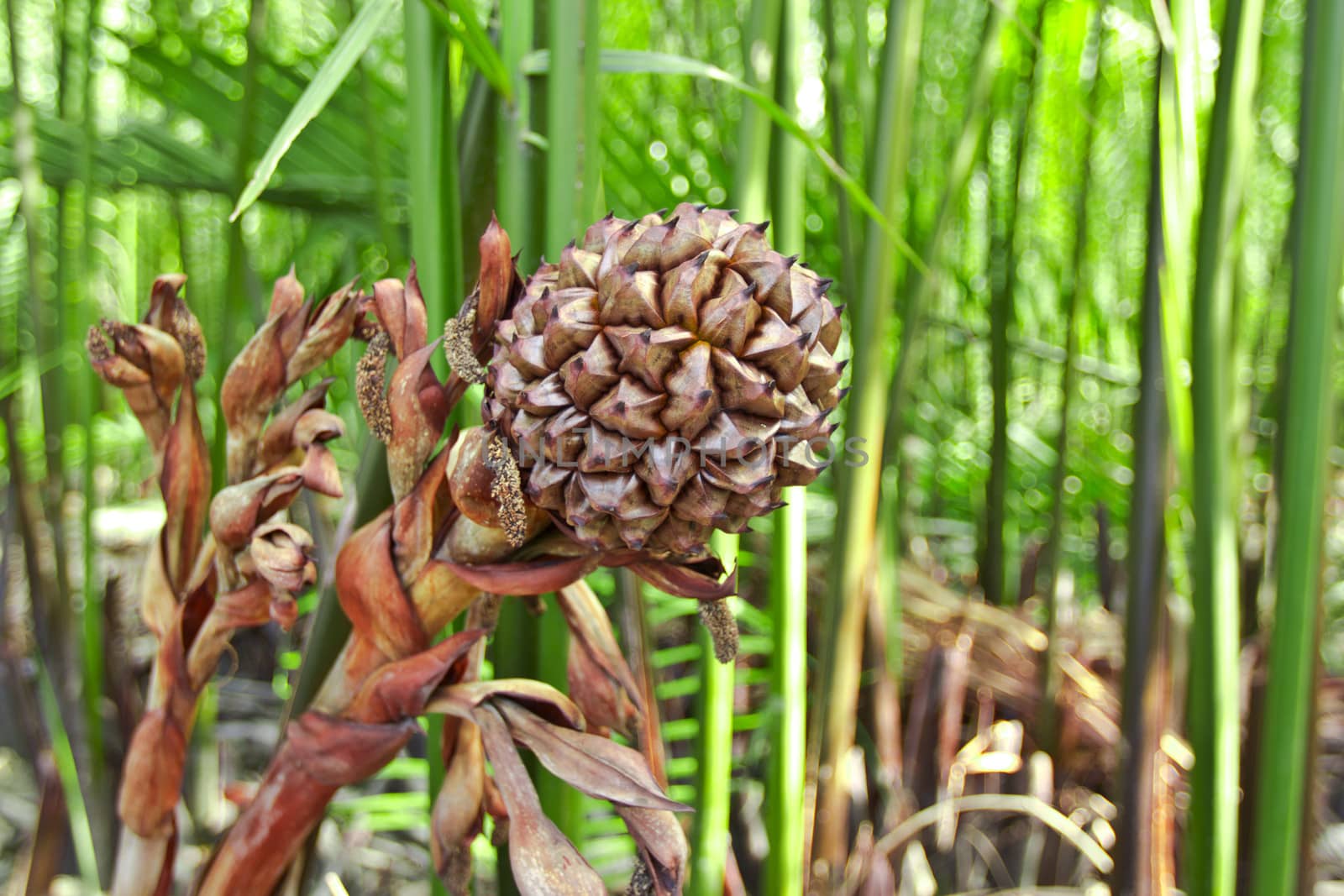 Nypa palm, and nypa palm leave can use for roof cover.