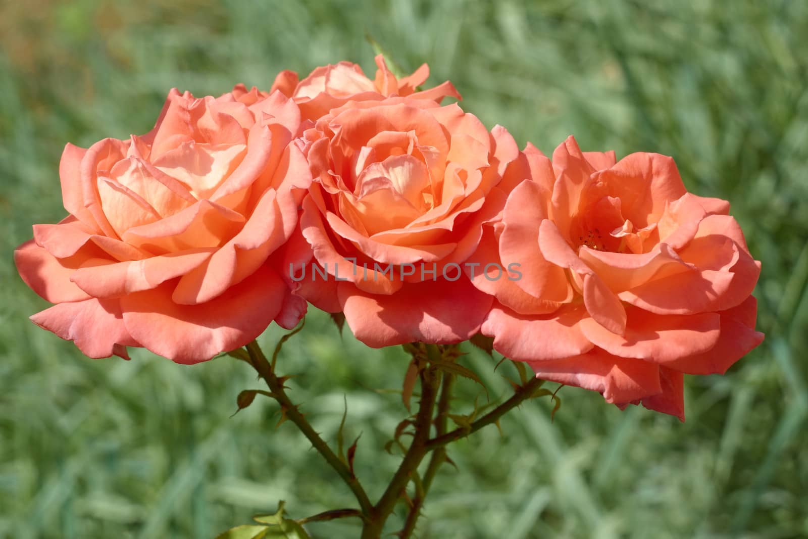 Three bright roses of coral color flowering on a branch against green flowerbed background