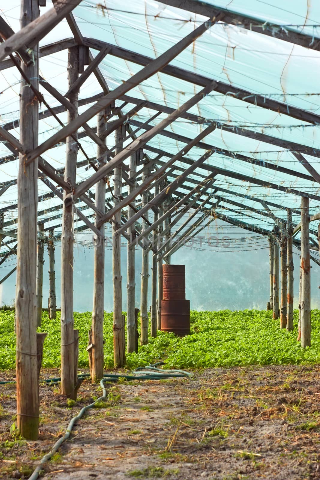 Wooden film greenhouse after harvest by qiiip