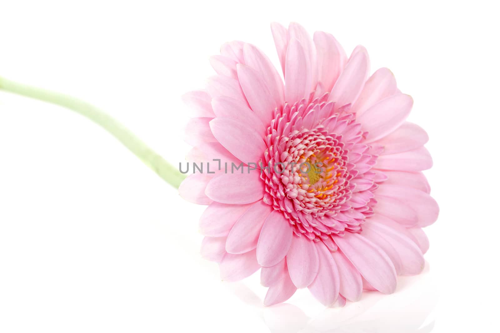 Pink Gerbera flower in closeup over white background