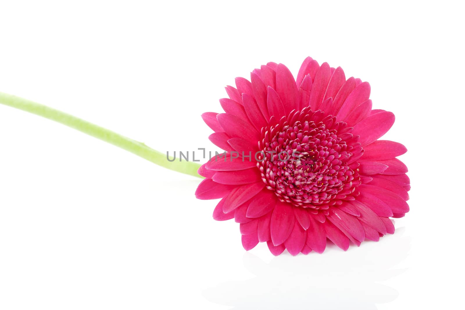 Pink Gerbera flower in closeup over white background