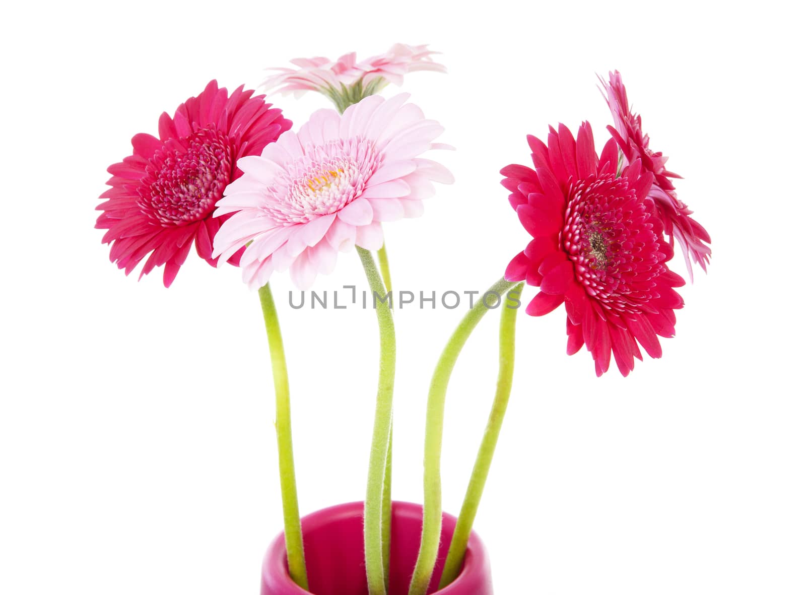 Pink Gerbera flowers in closeup over white background
