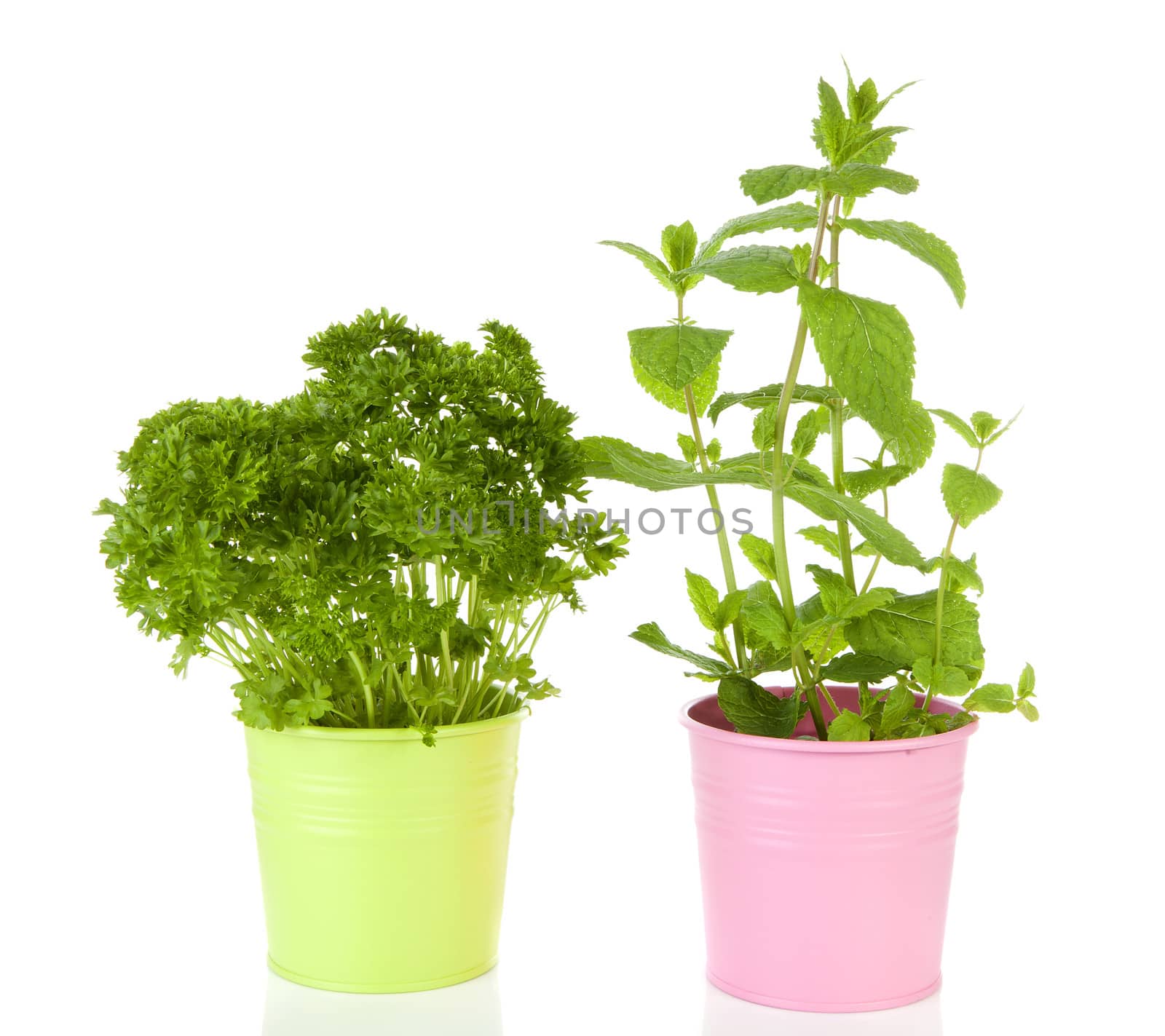 Fresh mint and parsley plant in pink pot over white background