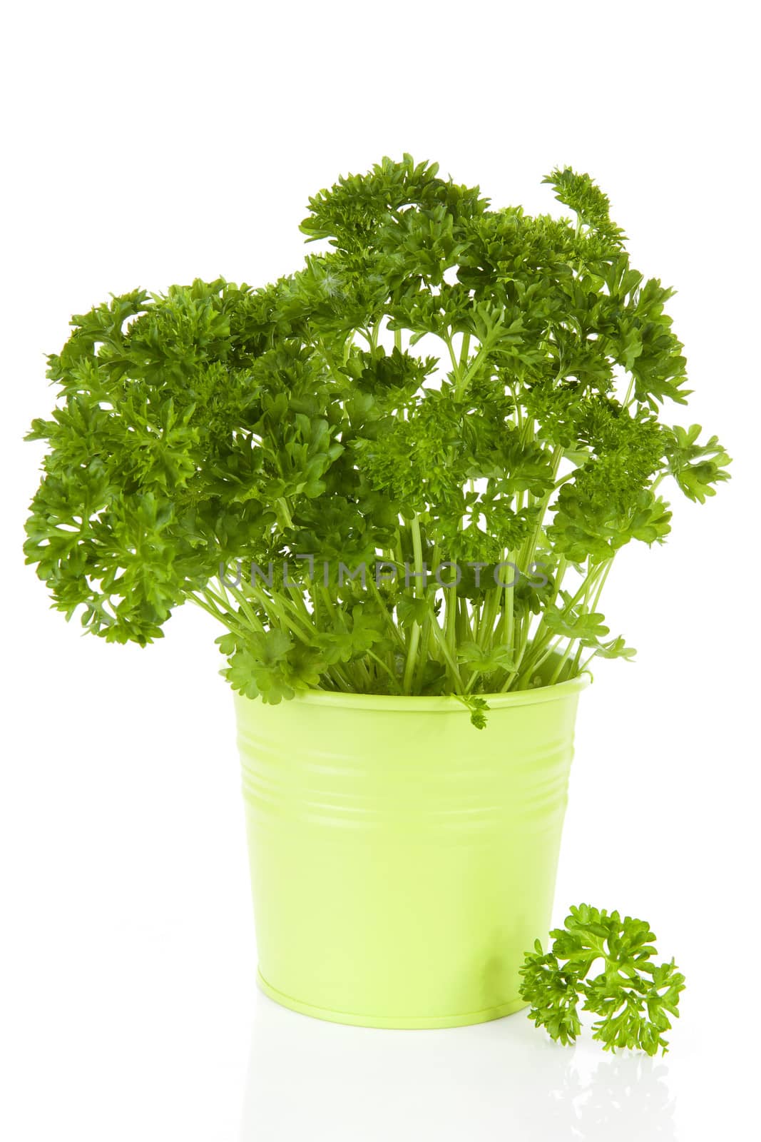 Fresh parsley plant in green pot over white background
