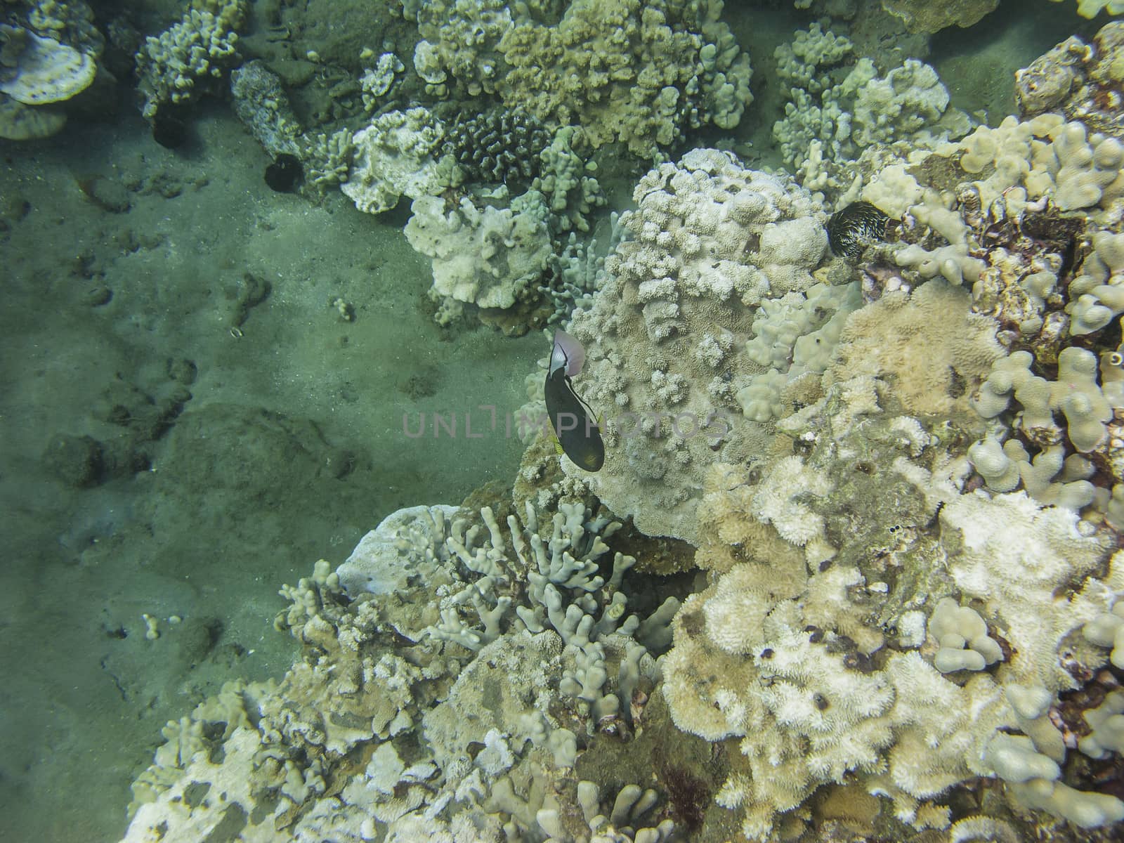 Black fish with yellow and pink fins swimming in a coral reef