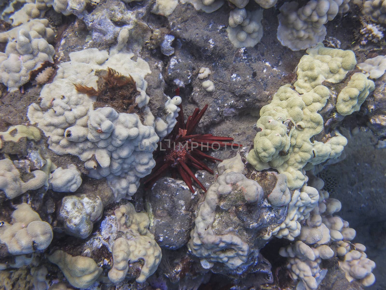 Colony of red pencil sea urchin at the bottom of the pacific ocean
