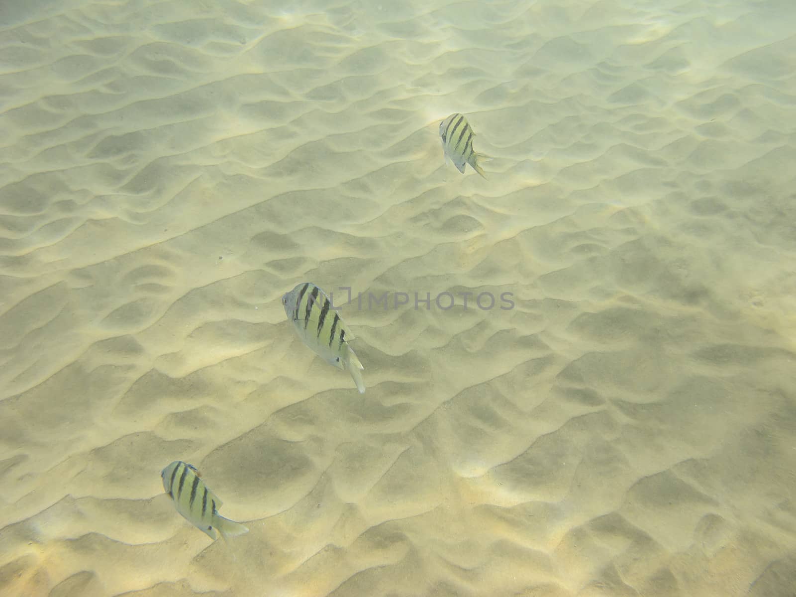 three surgeon major fish swimming on sandy bottom
