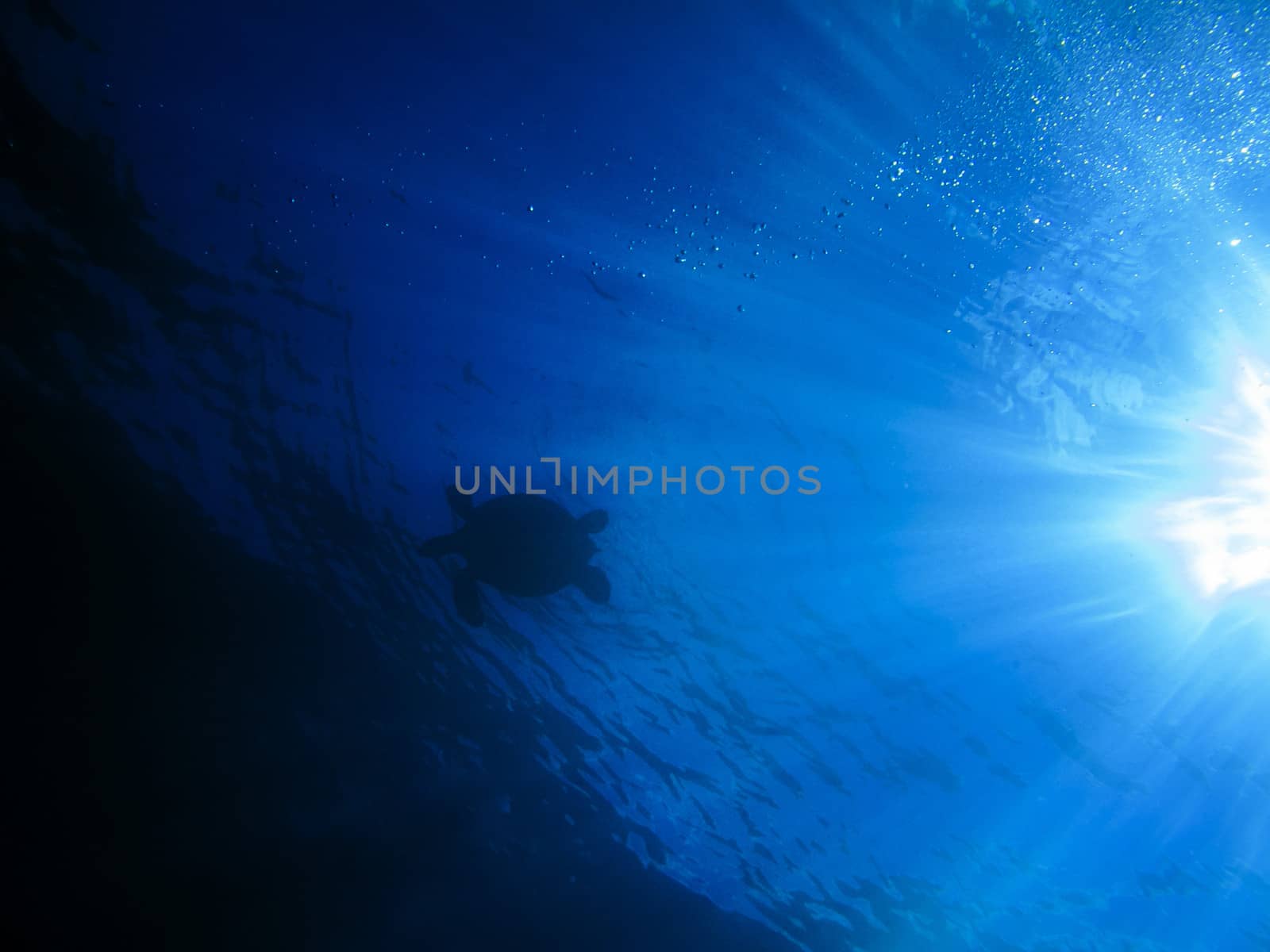 Sea turtle swimming in the ocean with the dun