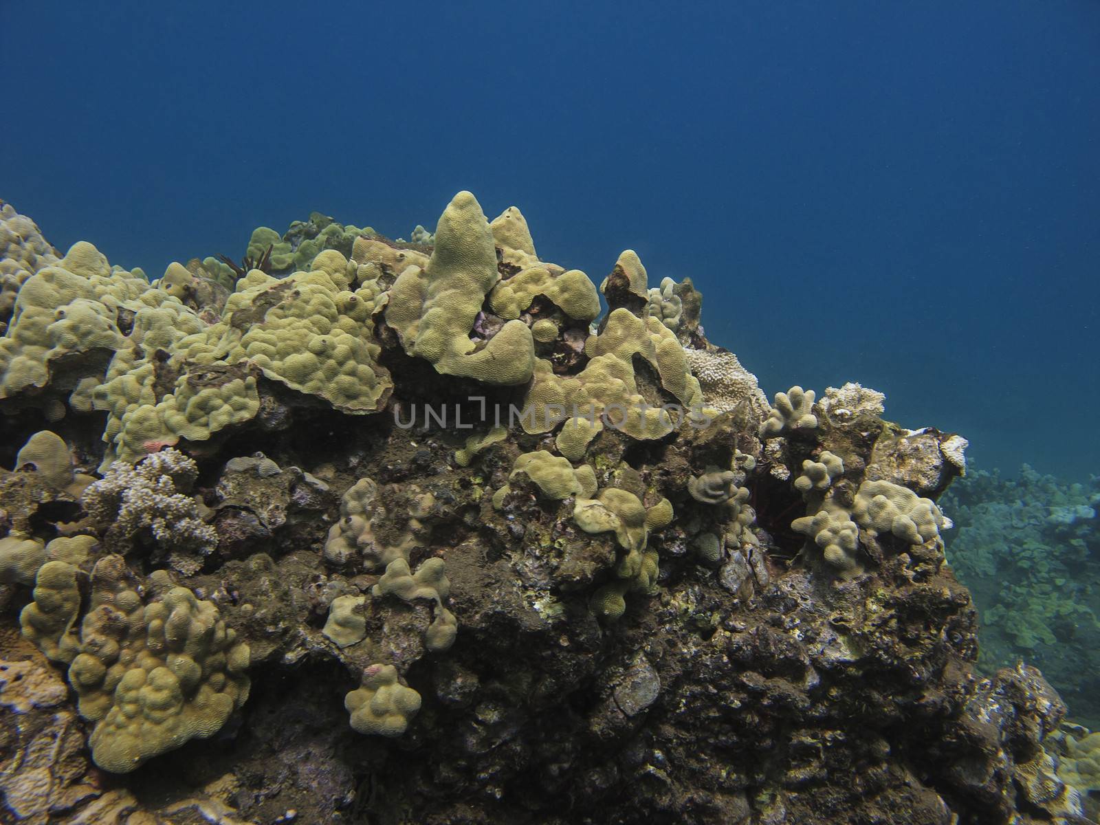 coral reef in the pacific ocean