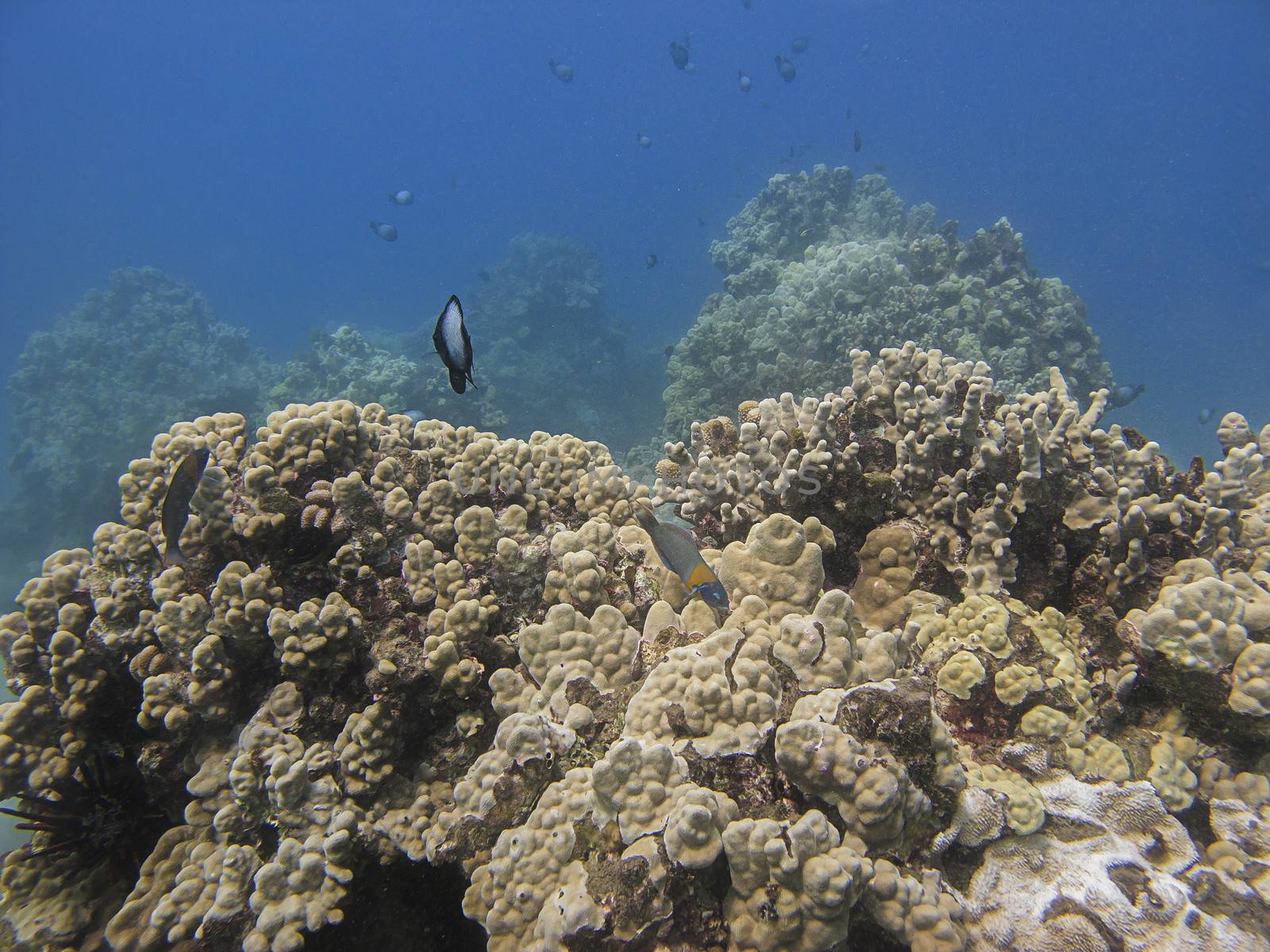 Saddle wrasse feedding in a coral reef