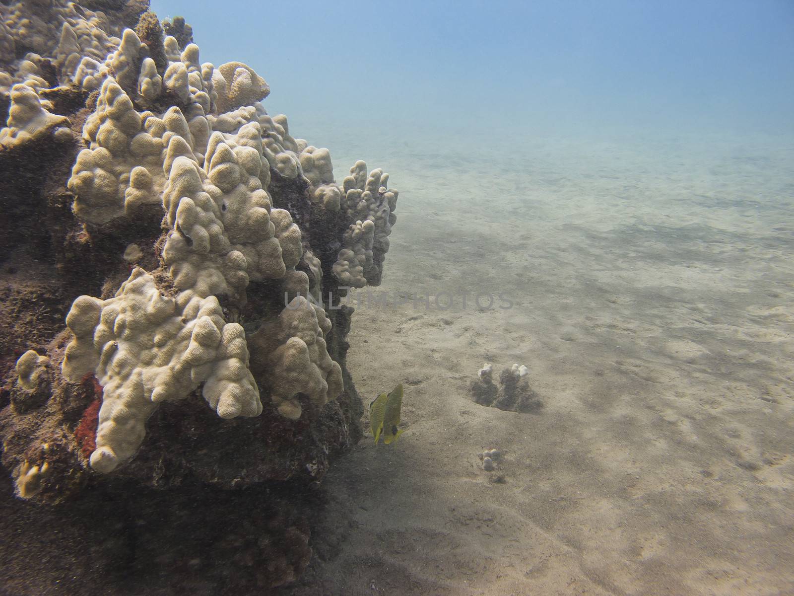 two lemon milletseed butterfly swimming around a reef