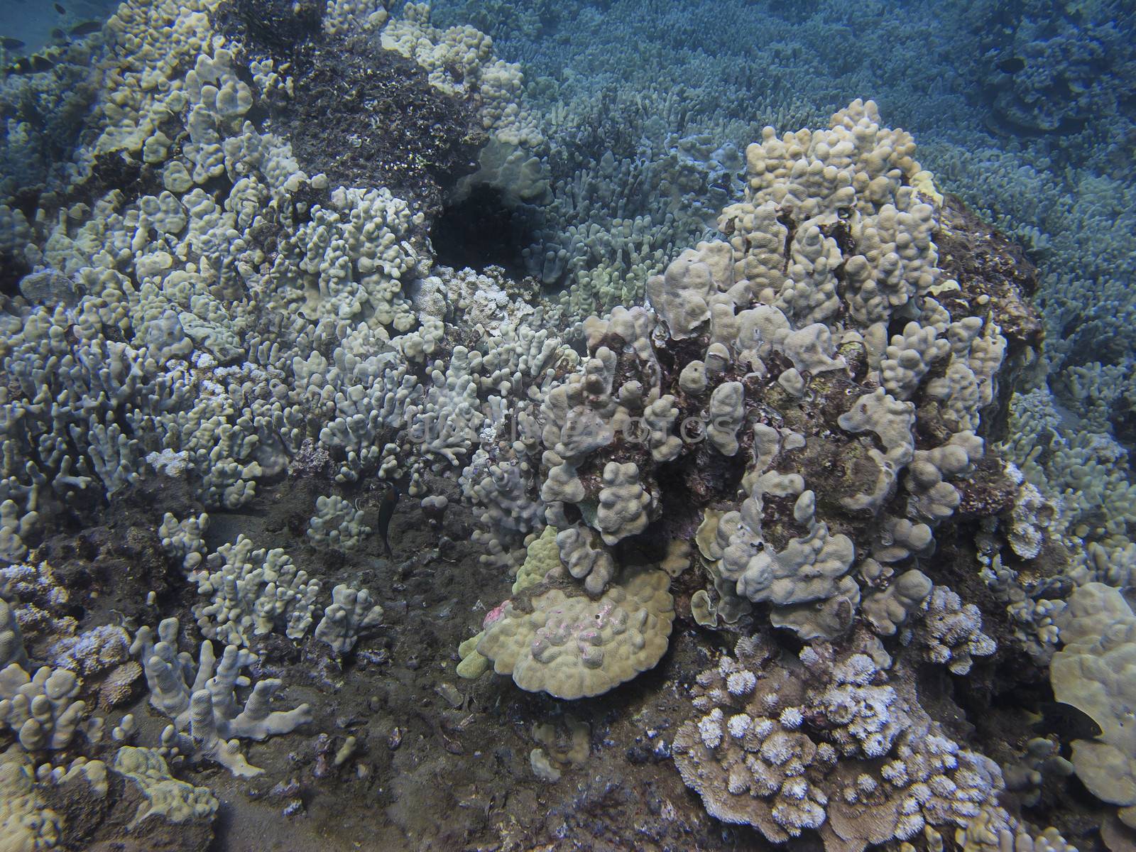 Rock built from coral in the pacific ocean