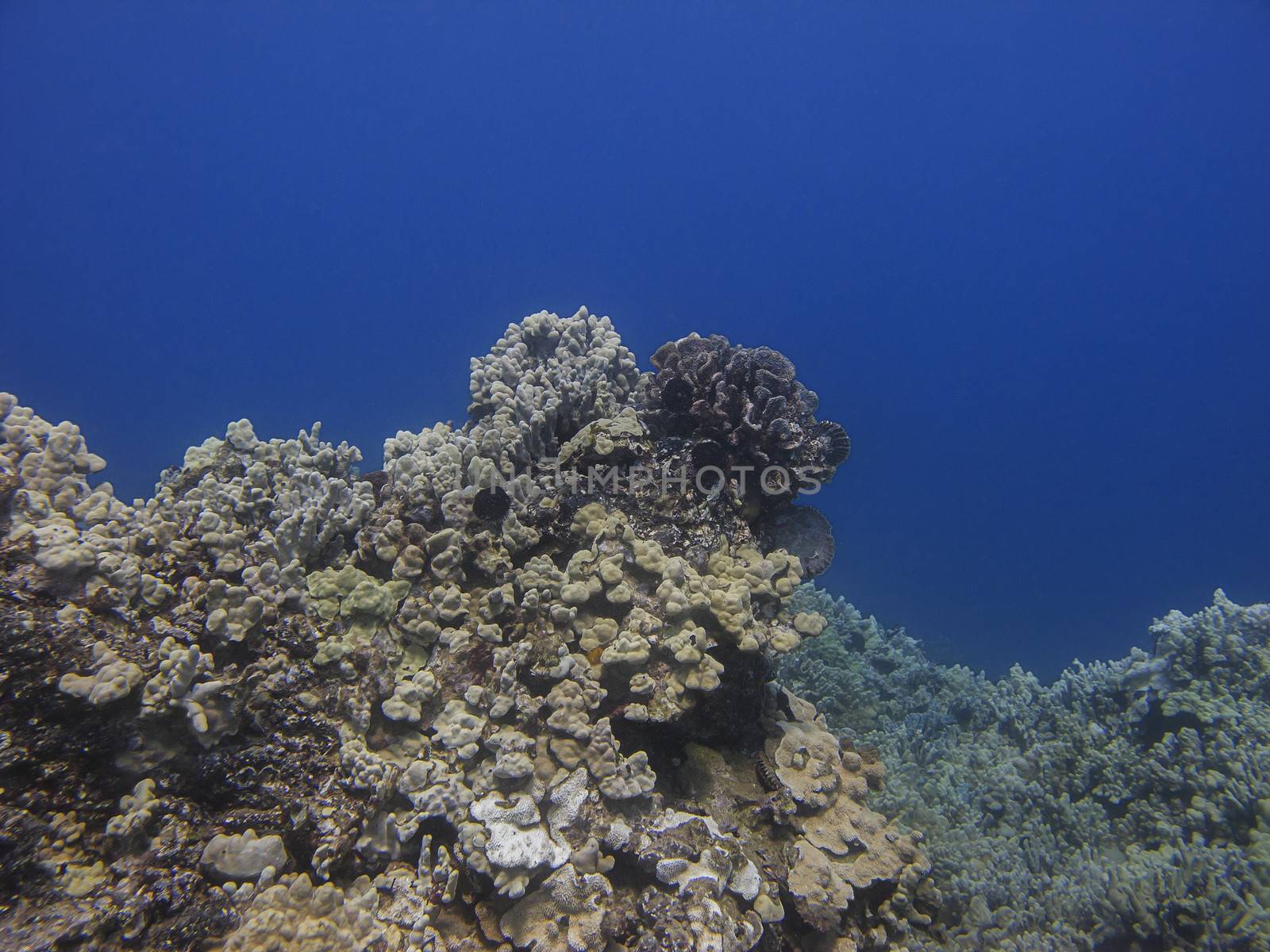 coral reef in the pacific ocean, against a blue background