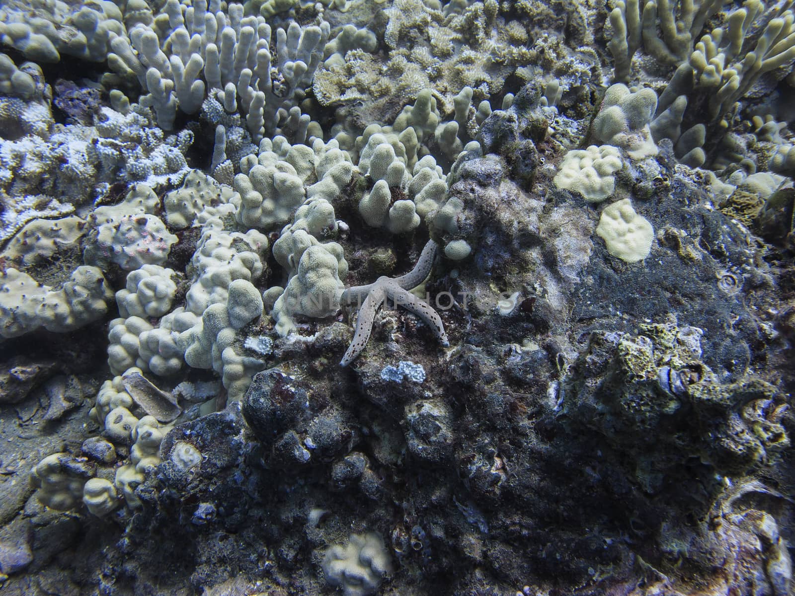 Linckia starfish in a coral reef
