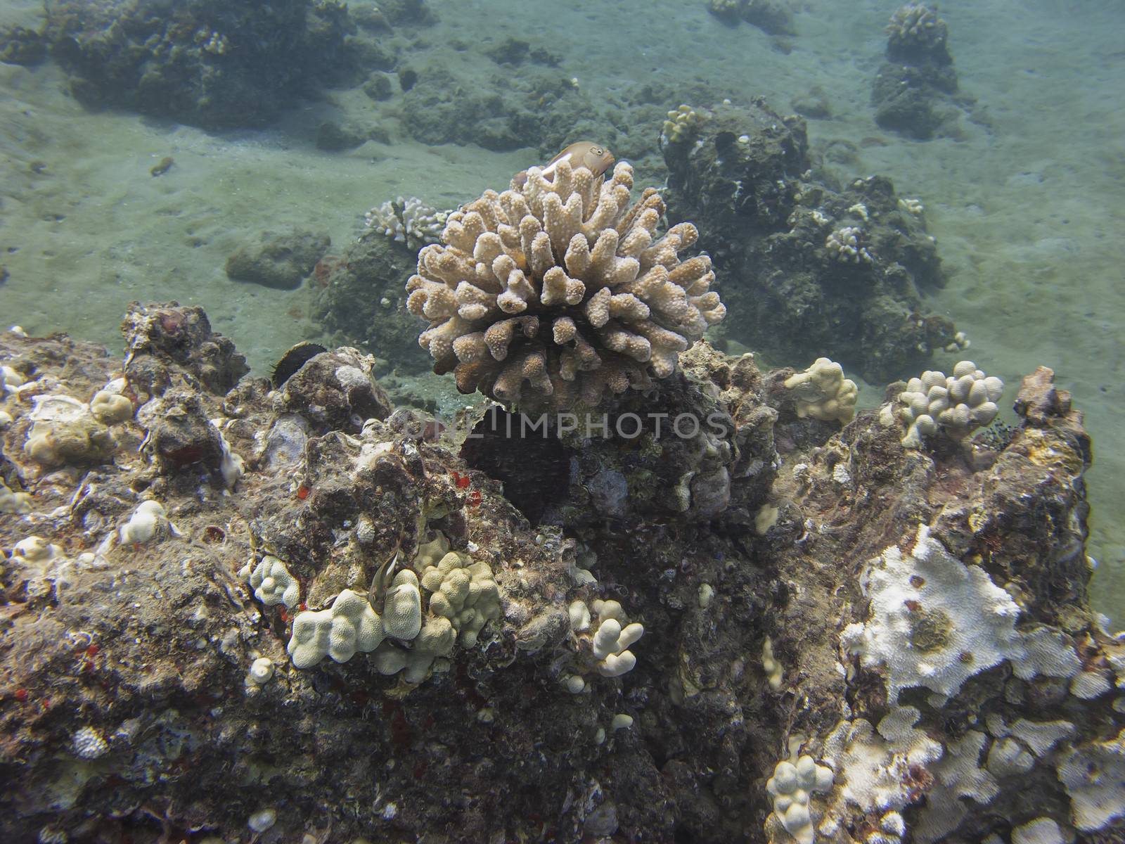 Octopus hidding in a reef with other fishes
