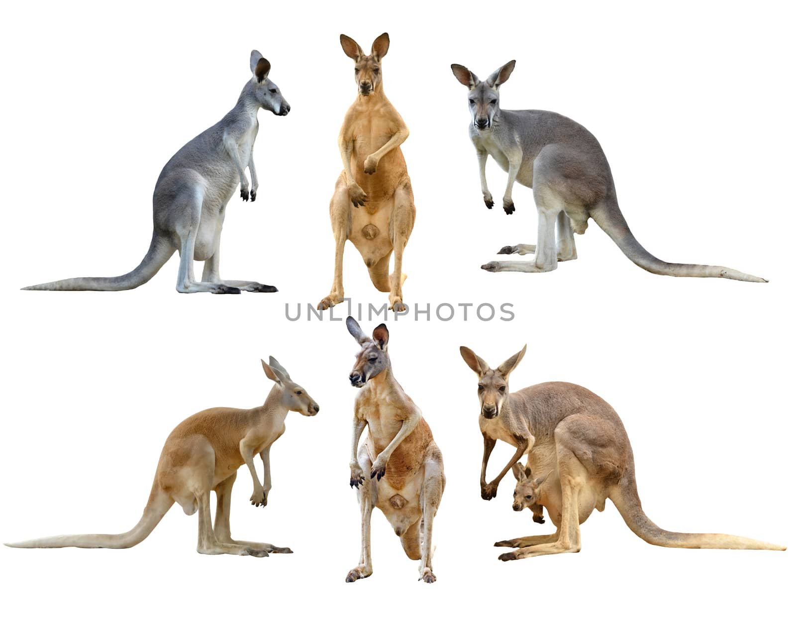 kangaroo isolated on white background