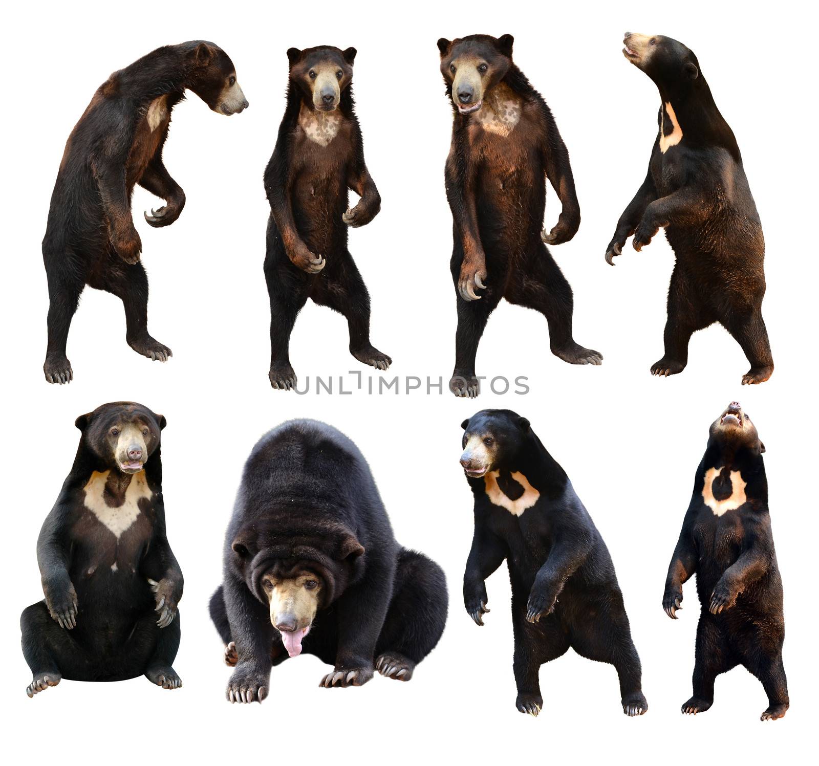 malayan sanbear isolated on white background
