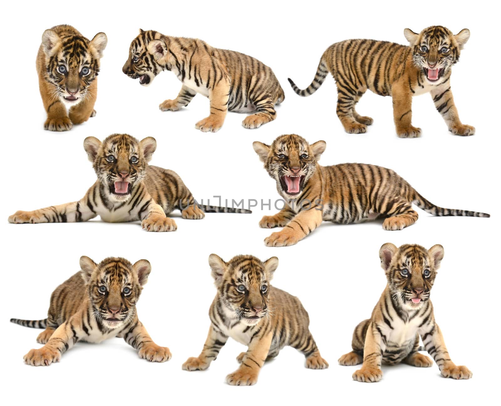 baby bengal tiger isolated on white background