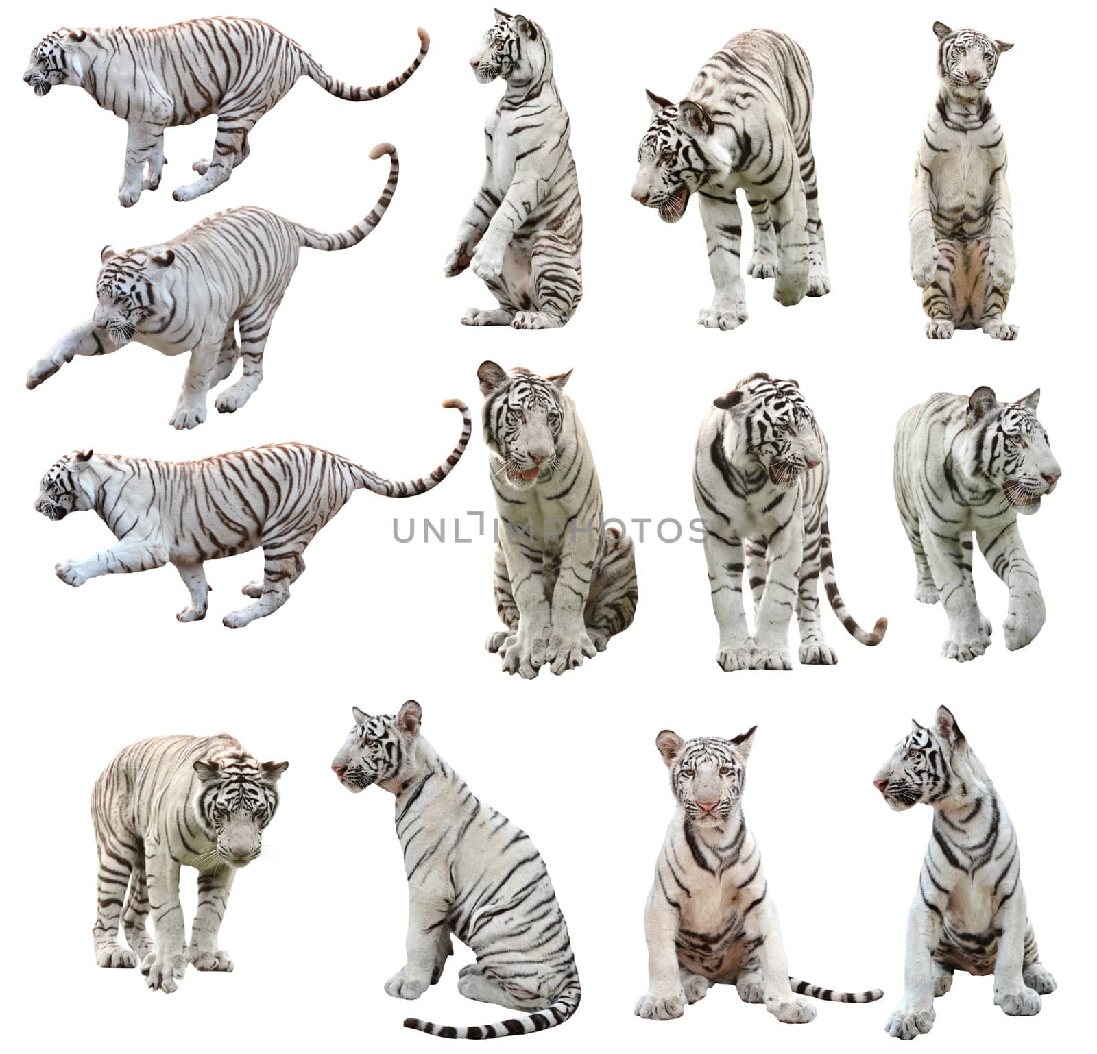 white bengal tiger isolated on white background