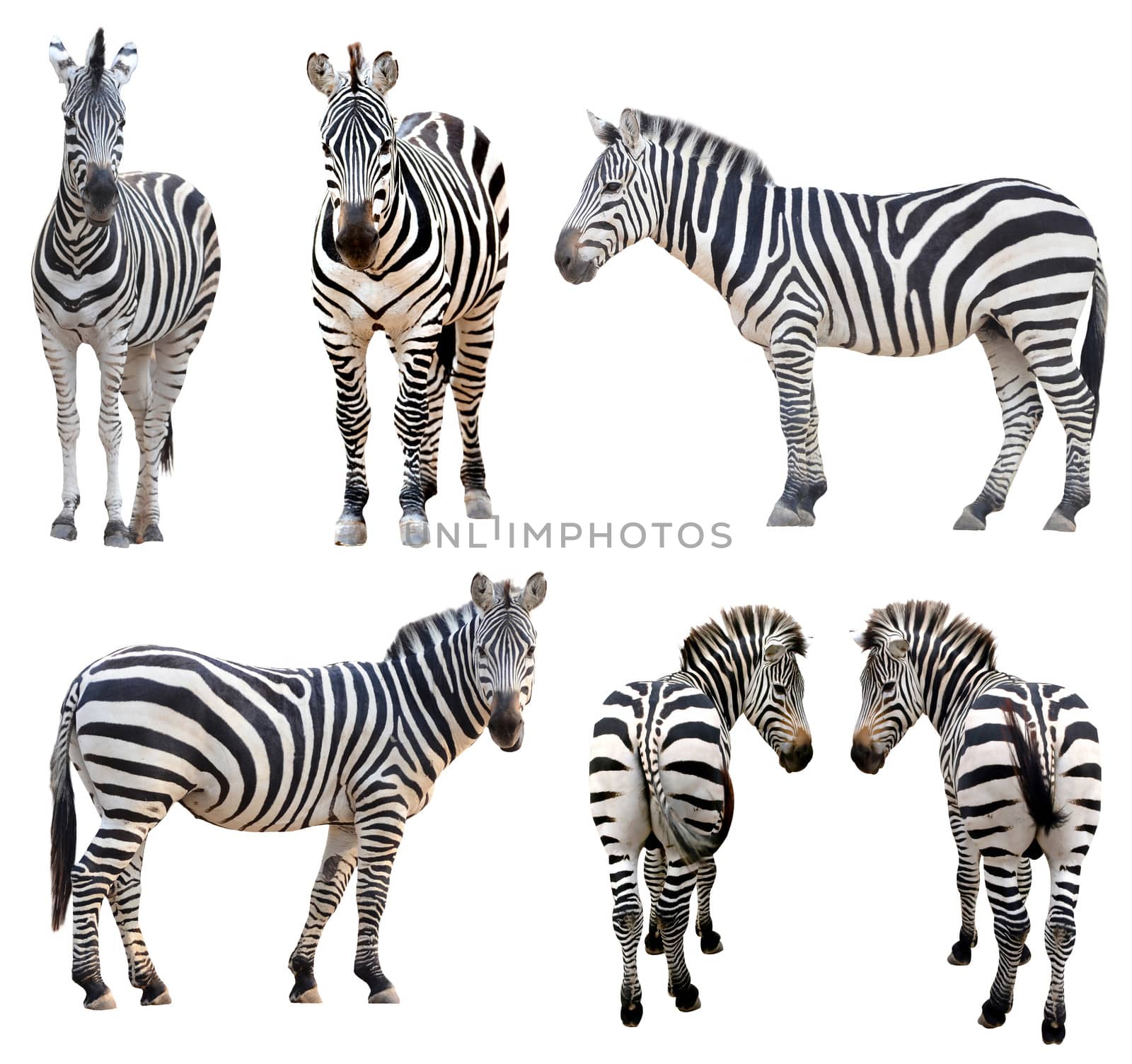zebra isolated on white background