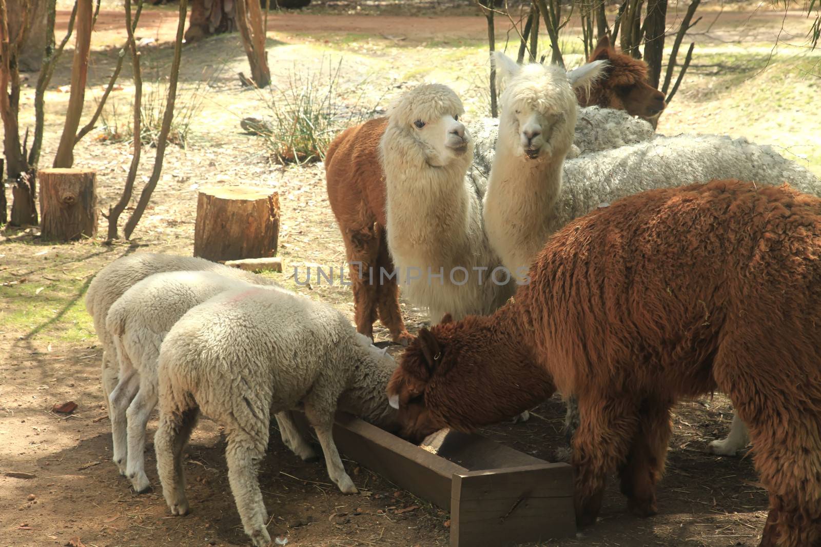 Alpaca Resting in a Petting Zoo Outdoors