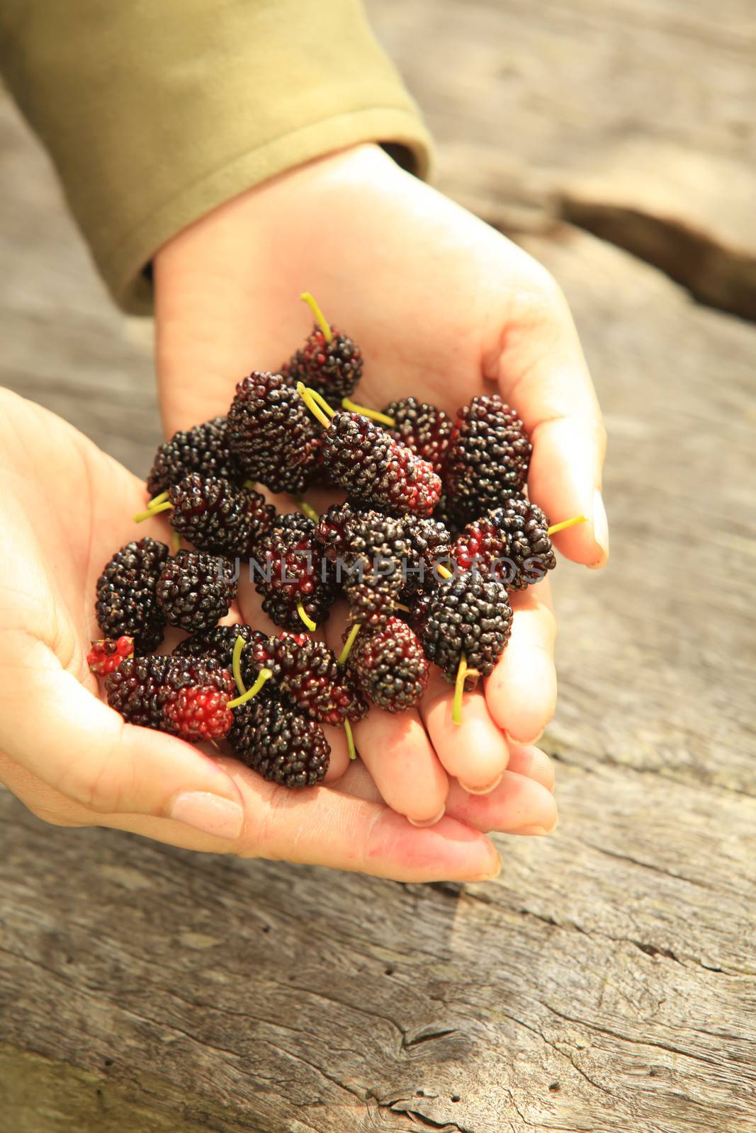 Handful of Mulberry Berries Fresh and Sweet