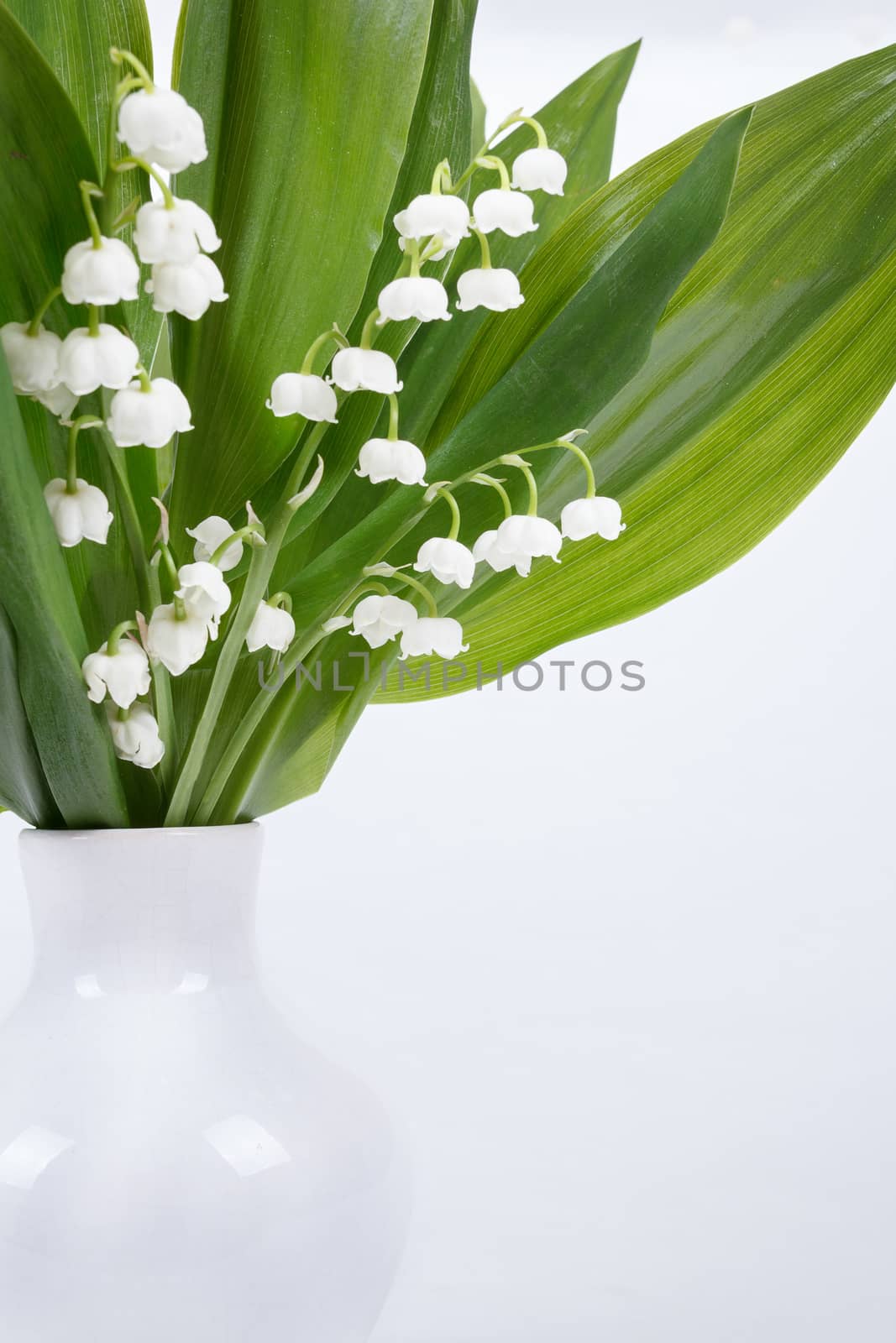 close up view of blooming Lily of the valley