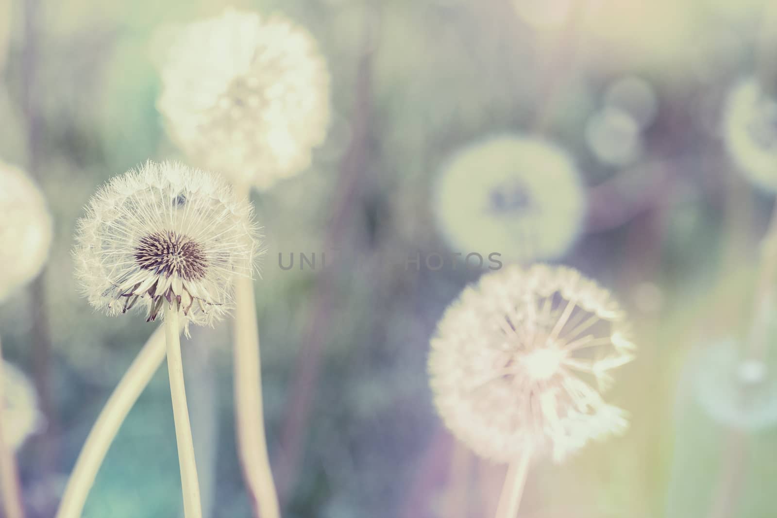 close up of Dandelion with abstract color and shallow focus