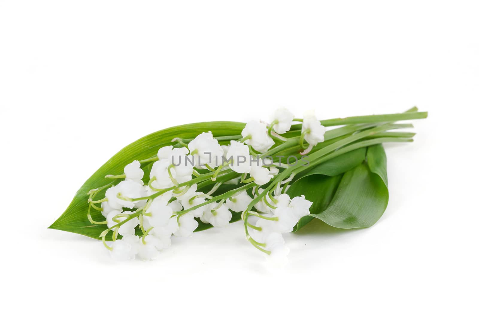 Blooming Lily of the valley isolated on white