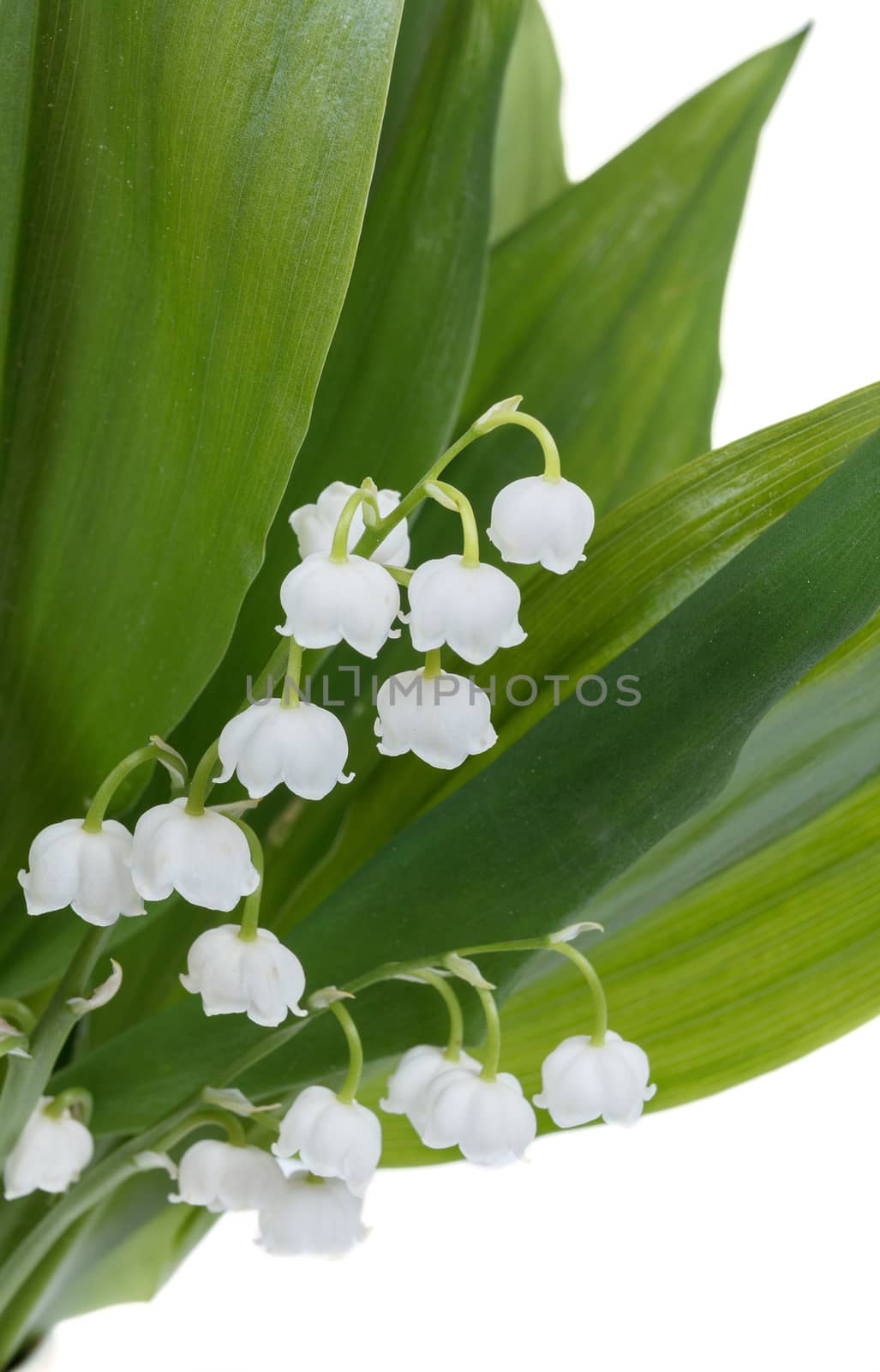 Blooming Lily of the valley isolated on white