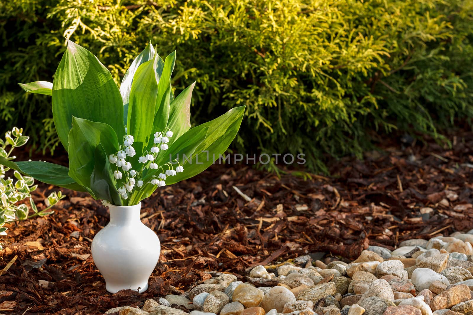 Blooming Lily of the valley in white vase in spring garden