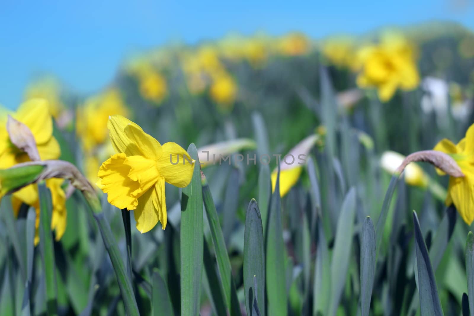 group of yellow narcissus in the garden