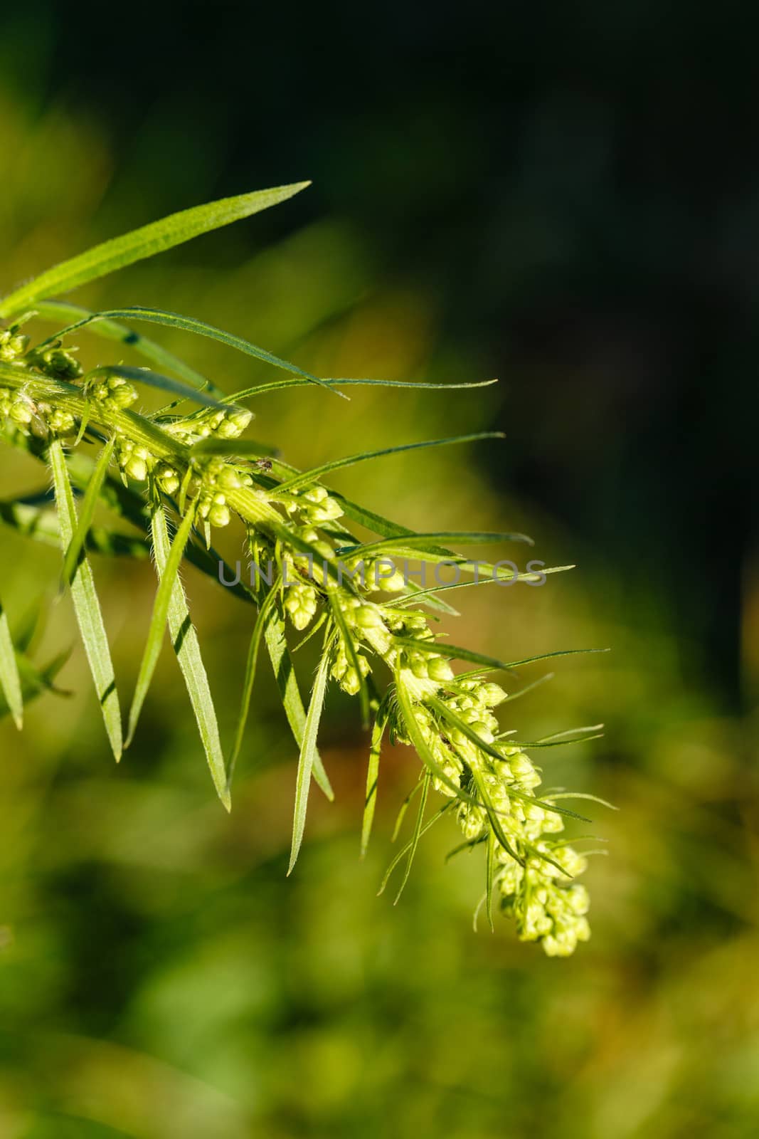 Spike green grass macro shot autumn day