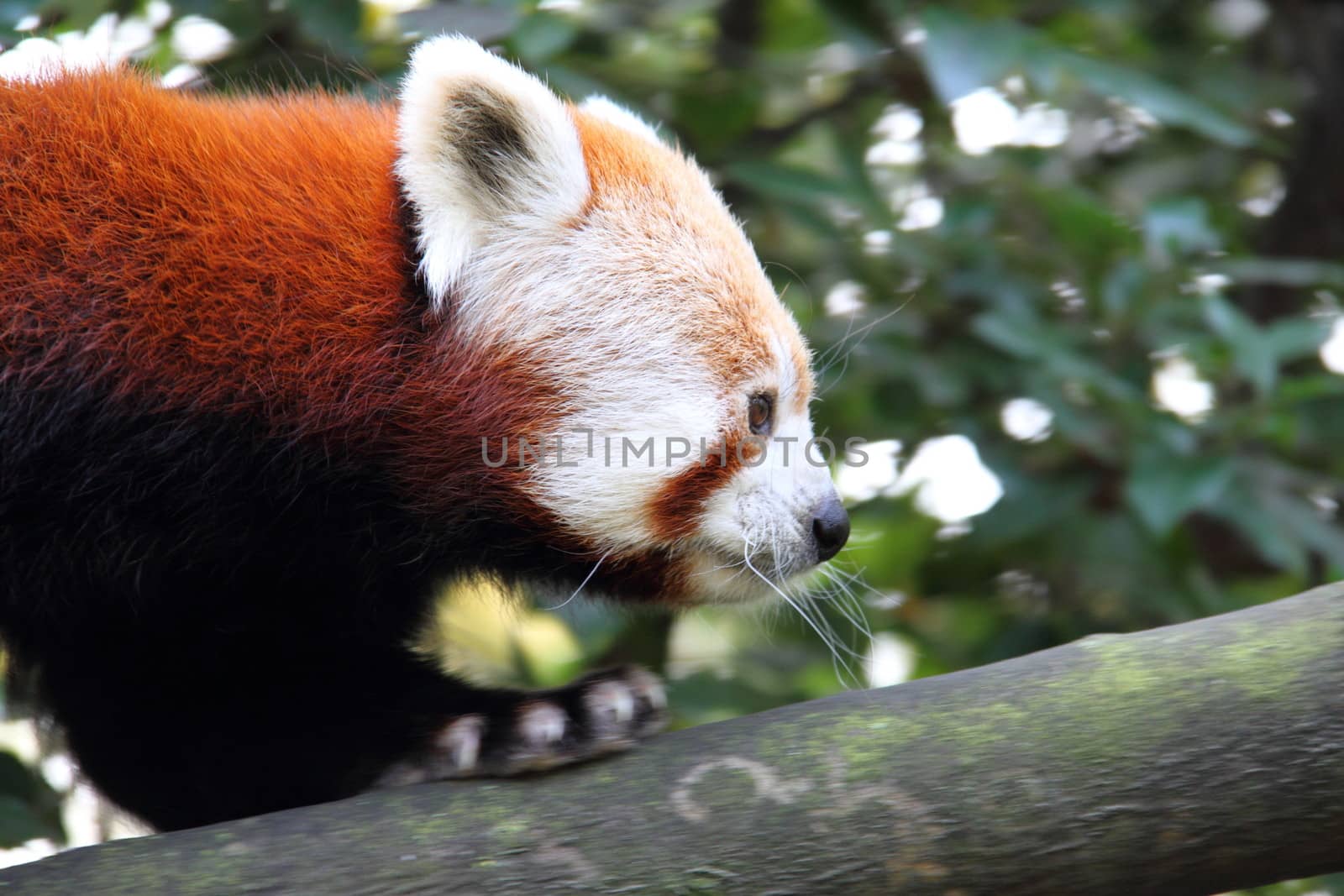 Red Panda by mitzy
