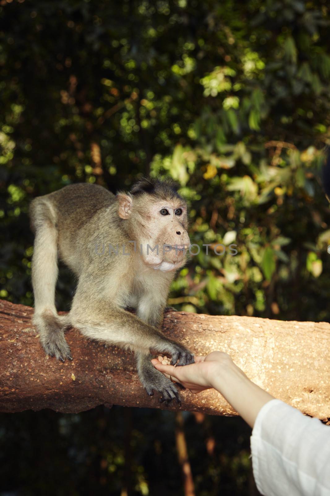 Wild monkey touching human hand in the jungle. Natural light and colors