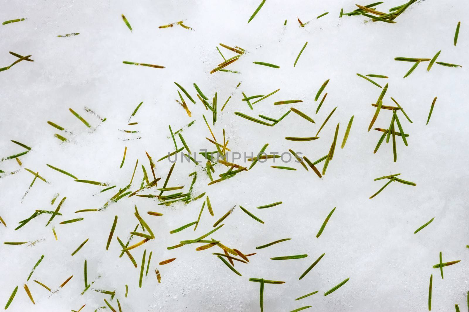 Falling spruce spines lie on the snow surface