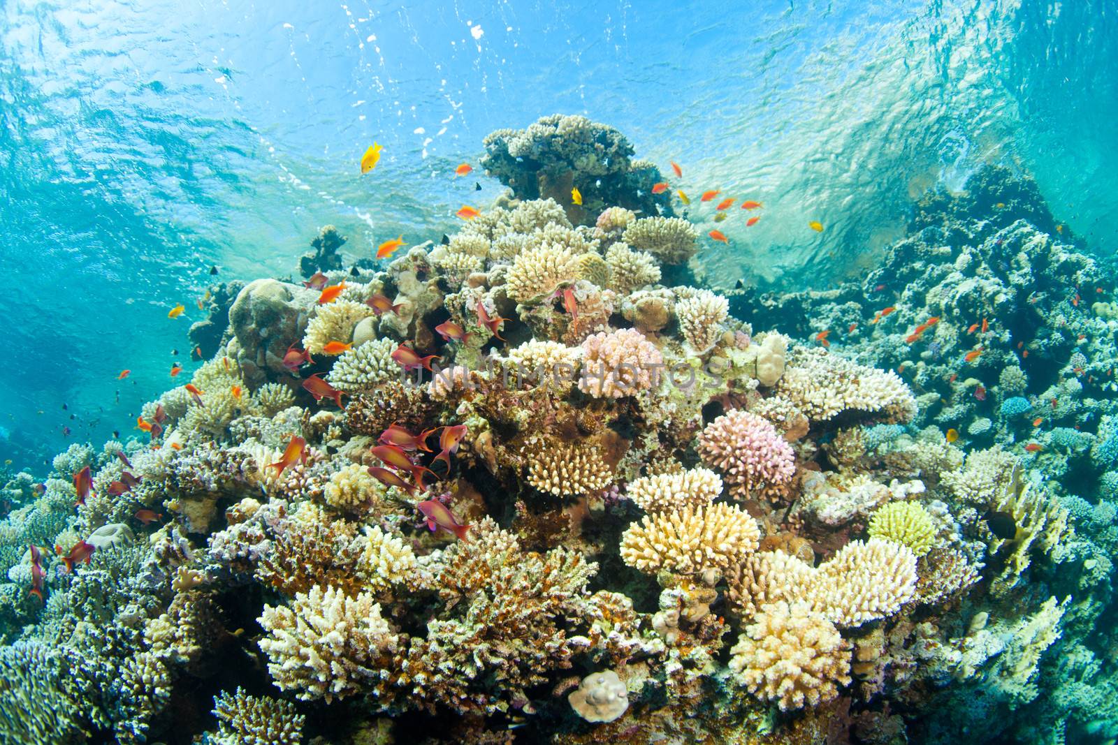 corals in the sea by vsurkov