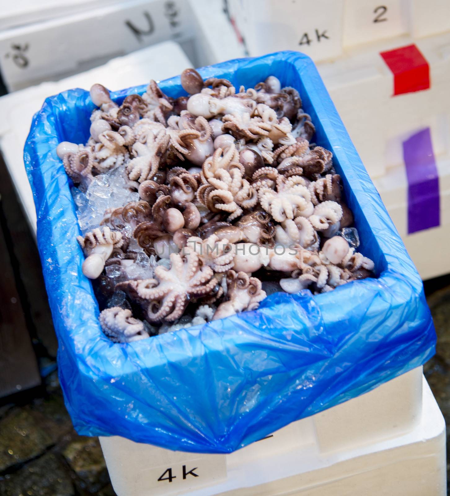 A lot of small squids on ice for sale