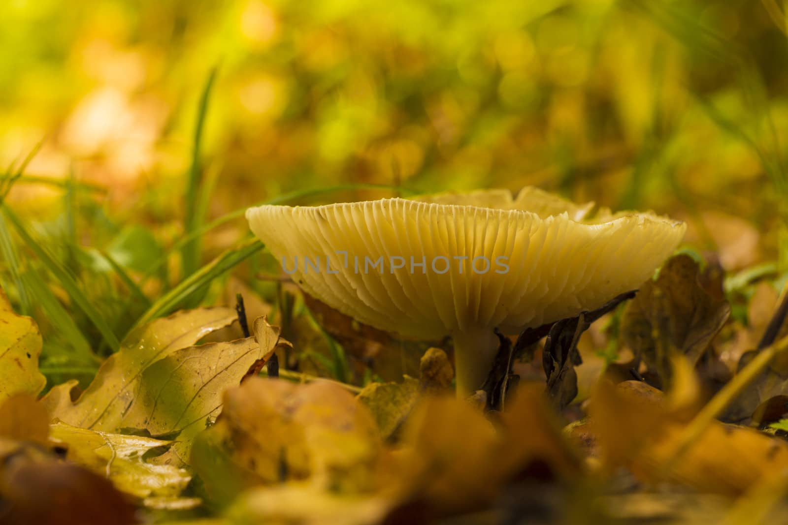 Wild mushroom growing on a forest ground in autumn
