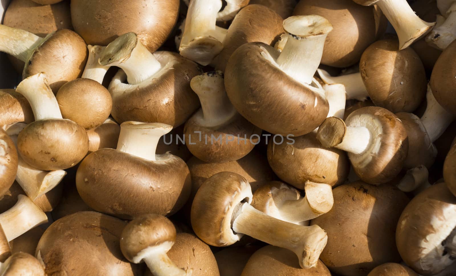 fresh organic mushrooms at a local farmer's market