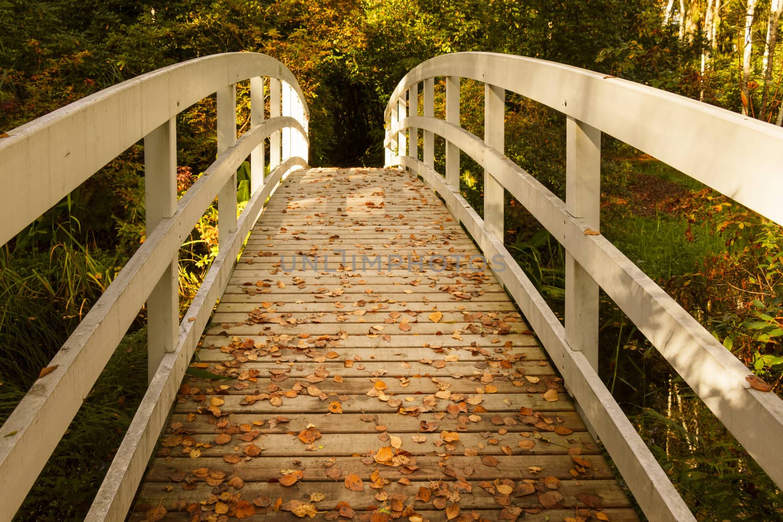Wooden Bridge in the Park on an Autumn Day