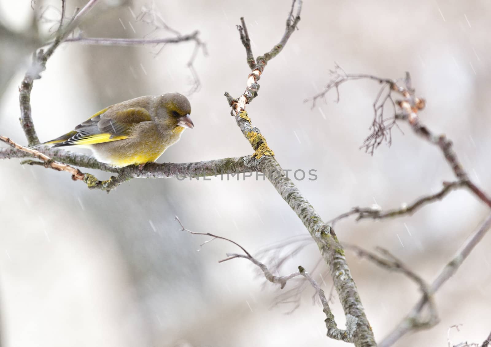 The greenfinch sits on a mountain ash branch in rainy winter day