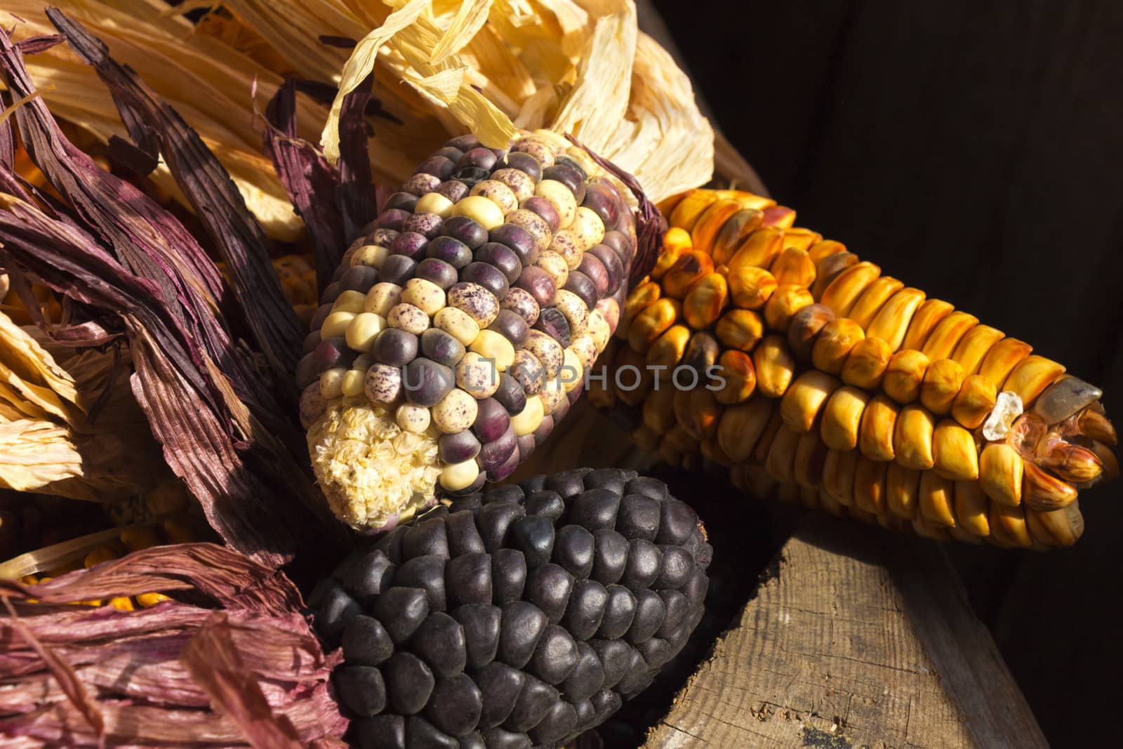 Colourful sun-dried corncobs on a wooden background by snowwhite