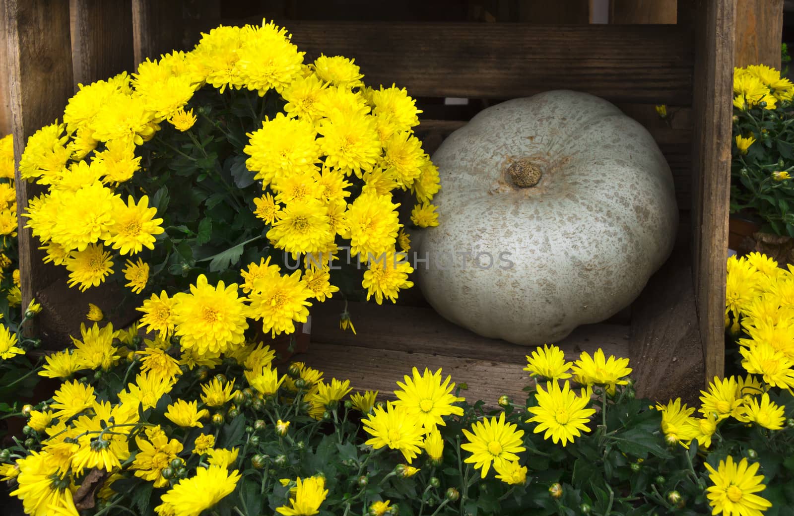 Flowers and pumpkin decoration on a wooden background