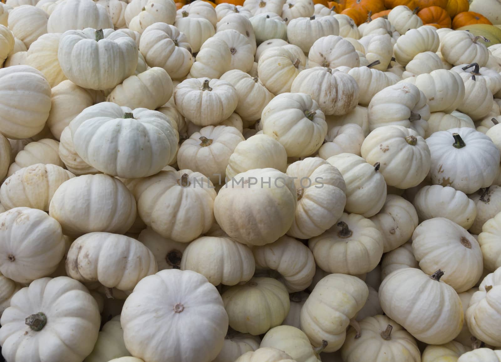 White pumpkin stand at a local farmer's market with yellow-orange coloured pumpkins in the background