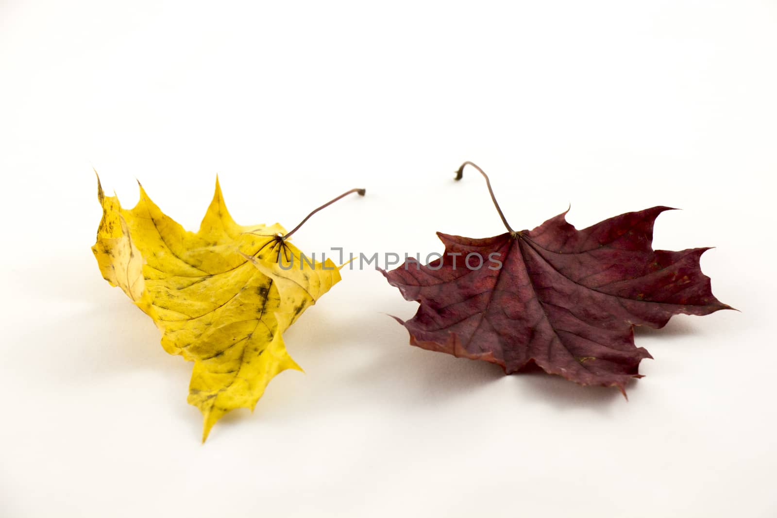 Red and golden autumn leaves on a white background