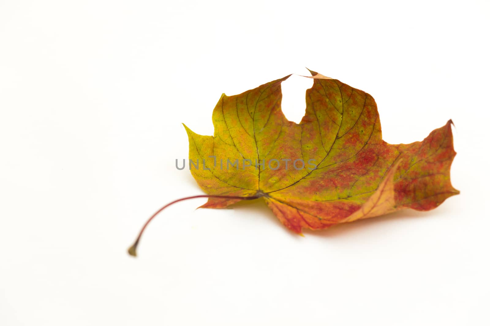 Single autumn leaf by snowwhite