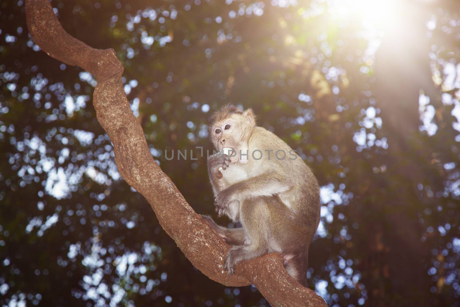 Close-up photo of the wild monkey in the forest sitting on the tree and eating banana