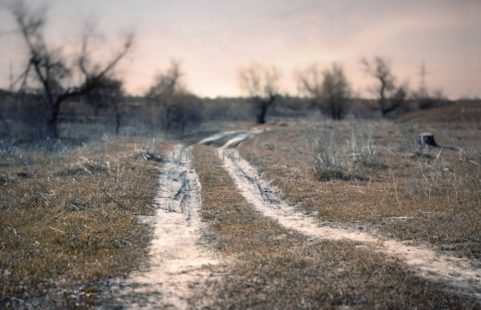 Landscape with coutry road and blurred trees on a background. Artistic shallow depth of field added due to the tilt/shift lens